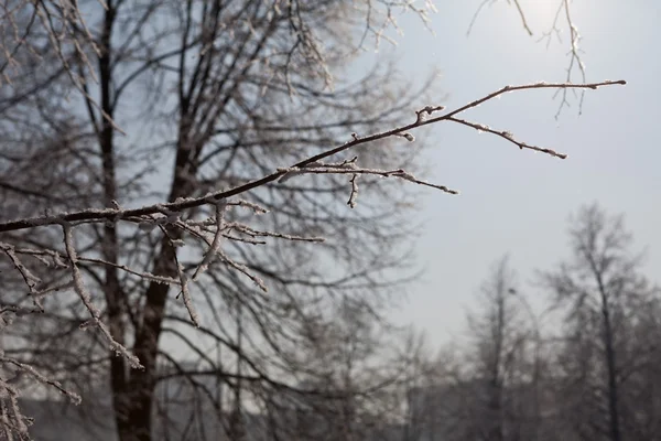Alley vinter träd grenar horisontell — Stockfoto