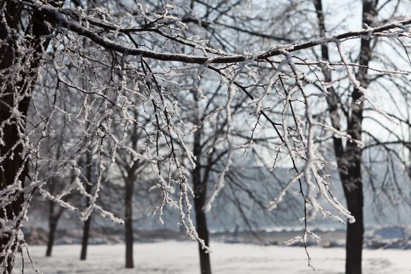 Alley vinter träd grenar horisontell — Stockfoto