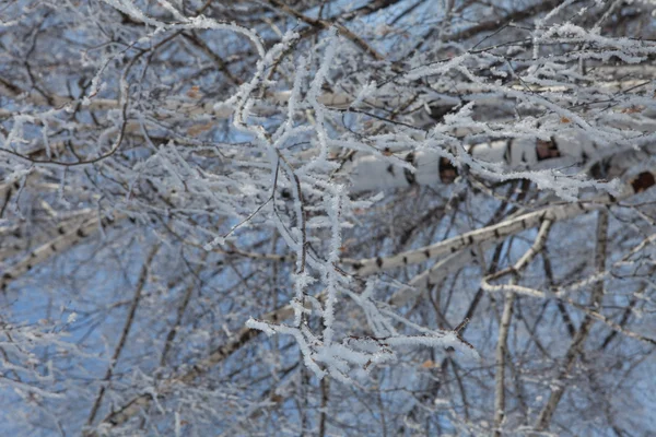 Árbol de invierno ramas horizontales — Foto de Stock