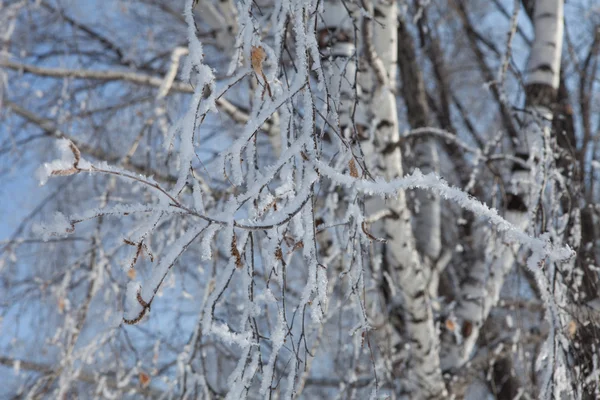 Vinter träd grenar horisontell — Stockfoto