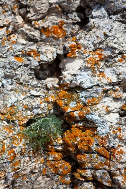 kaya parçası moss liken farklı ile kaplı