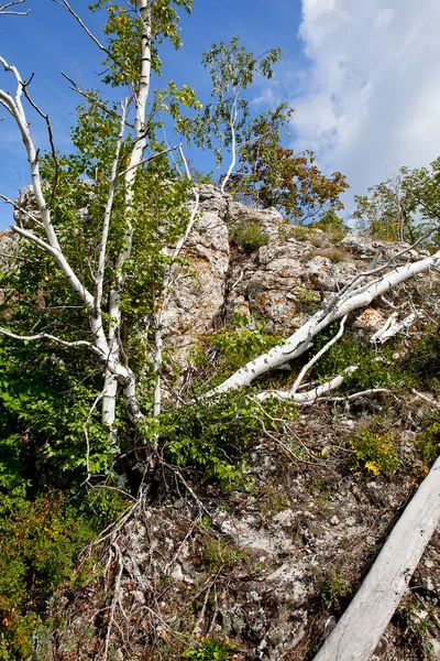 Részlet a hegy, fák ellen, blue sky — Stock Fotó