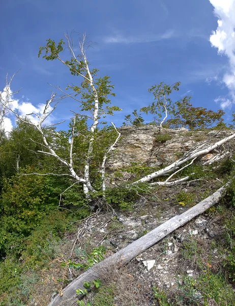 Fragment góry z drzewa przeciw błękitne niebo — Zdjęcie stockowe