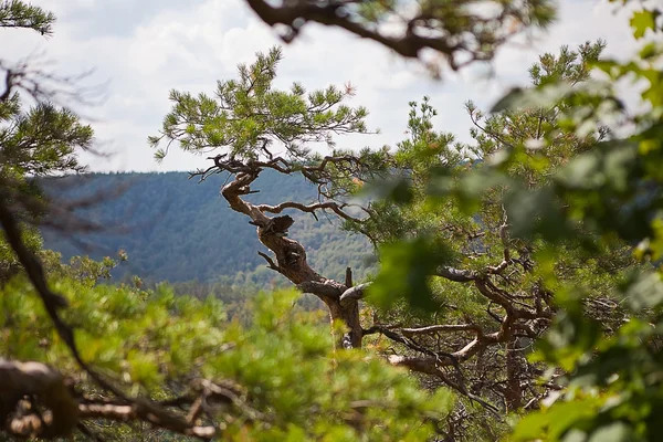 Copaci de conifere împotriva cerului — Fotografie, imagine de stoc