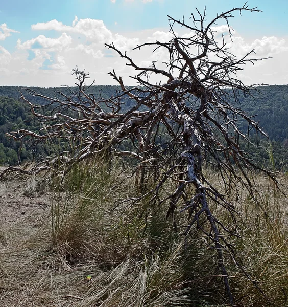 山に対して乾燥したモミを伐採 — ストック写真