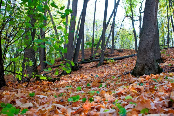 Autunno colorato con foglie autunnali — Foto Stock