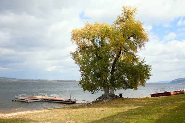 Árbol solitario en la orilla del río — Foto de Stock