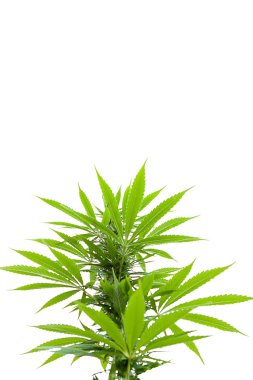 Esrar indica yeşillik