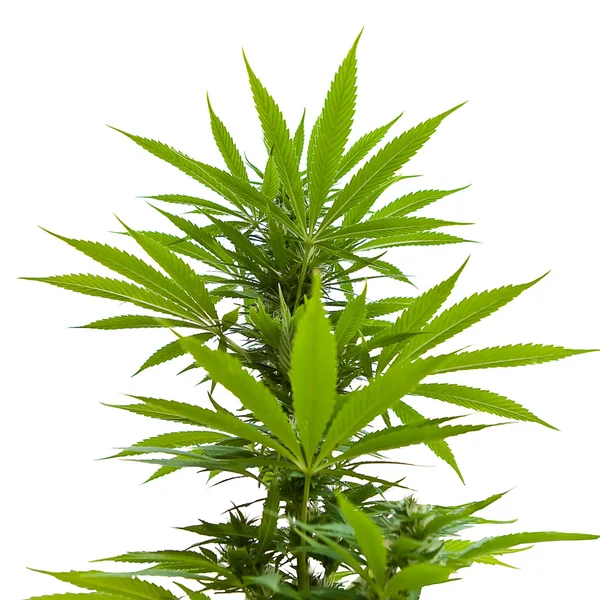 Esrar indica yeşillik 