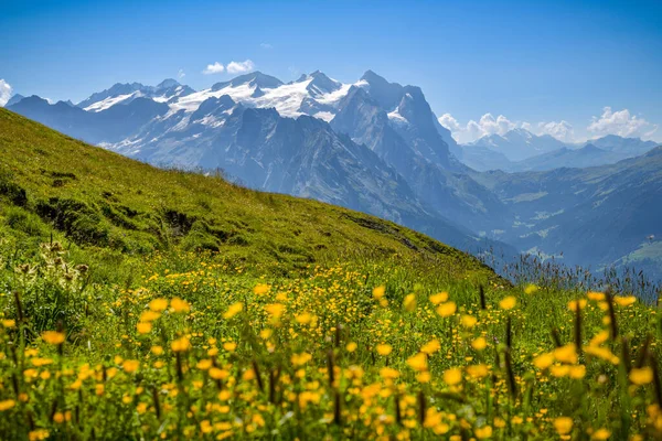 Prachtige Gele Bloemen Alpenweide Zwitserse Alpen Met Een Ongelooflijk Uitzicht — Stockfoto