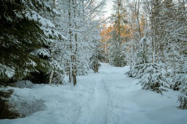 İsviçre 'de Zug yakınlarındaki Zugerberg tepesindeki küçük ormanda karlı yürüyüş patikaları.