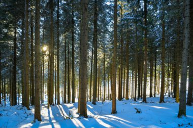 Altın ışık İsviçre 'nin Zugerberg zirvesinde küçük bir ormanda yolunu buluyor.