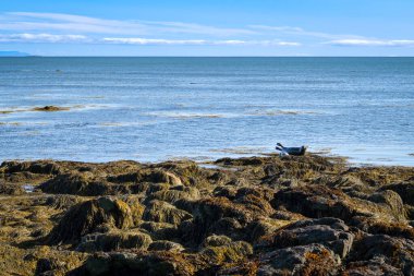 İzlanda 'daki Ytri Tunga sahilindeki kayalıklarda foklar dinleniyor.