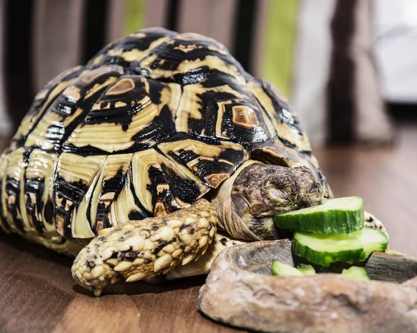 Żółw lamparci - Geochelone pardalis - jedzenie ogórek, zwierząt — Zdjęcie stockowe