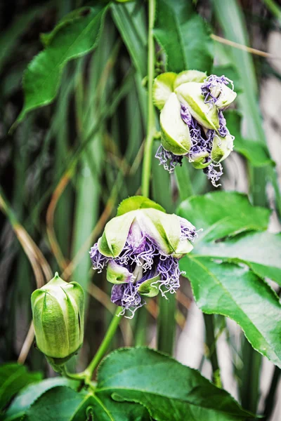 Close-up foto van Passiflora incarnata, natuurlijke scene, verticaal — Stockfoto