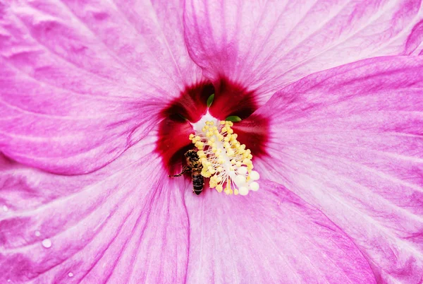 Tle piękny różowy hibiskusa z honey bee przez pollinat — Zdjęcie stockowe
