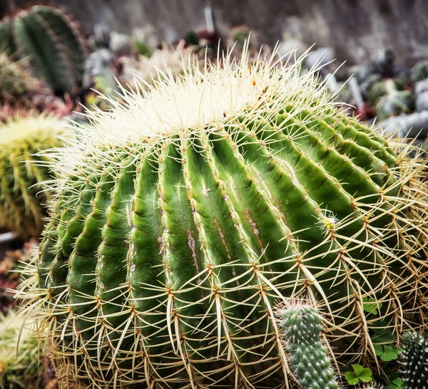 Μεγάλο echinocactus φυτό, closeup φυσικό τοπίο — Φωτογραφία Αρχείου