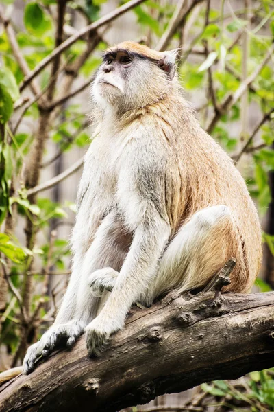 Патас обезьяна - Erythrocebus patas - сидящая на ветке — стоковое фото