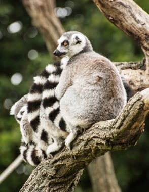 Ağaç dalı Ring-tailed Lemurlar (Lemur catta) grup