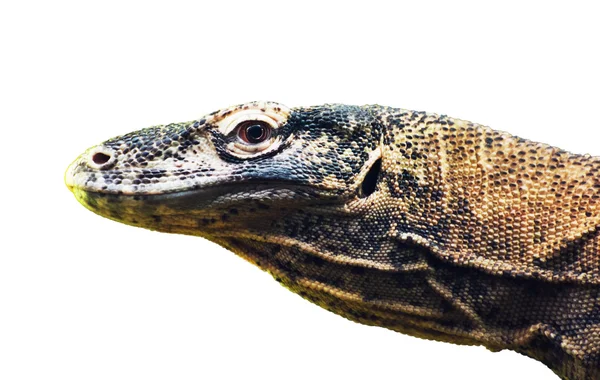 Dragão-de-komodo (Varanus komodoensis) retrato no backgr branco — Fotografia de Stock