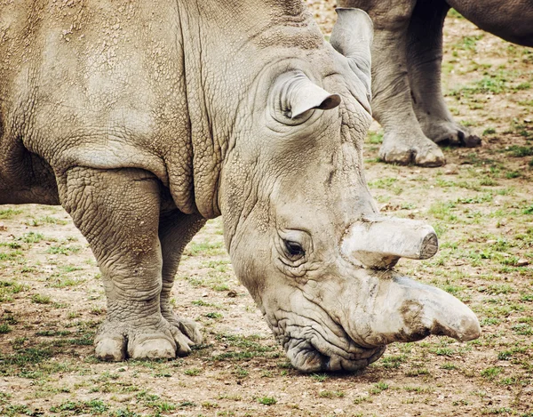 Portretul profilului rinocerilor albi - Ceratotherium simum s — Fotografie, imagine de stoc