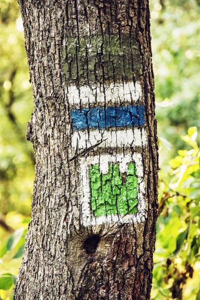 Green and blue hiking signs on the tree