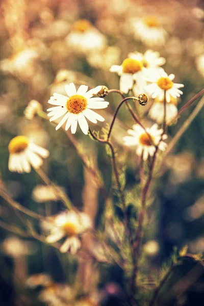 Květy sedmikrásky krásné louce západ slunce, přírodní scény — Stock fotografie