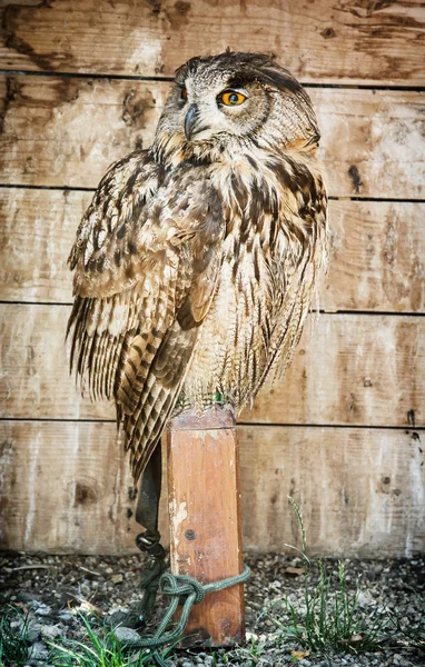 Eurasian eagle owl - Bubo bubo - bird scene — Stock Photo, Image