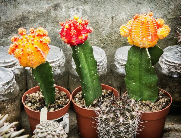Drie bloeiende cactussen, tuinieren thema — Stockfoto
