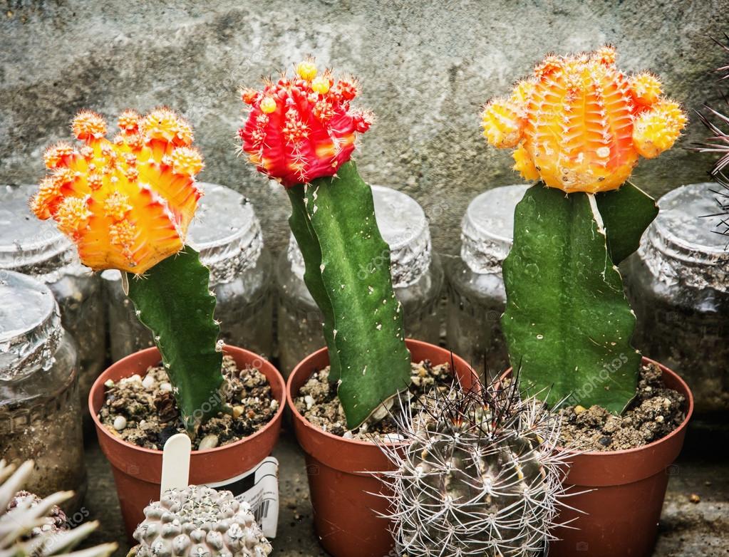 Fotos de Cactos floridos, Imagens de Cactos floridos sem royalties |  Depositphotos