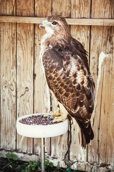 Perfil de uma águia dourada - Aquila chrysaetos - cena animal — Fotografia de Stock