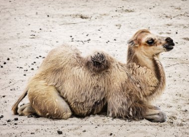 Genç kardır deve - Camelus bactrianus