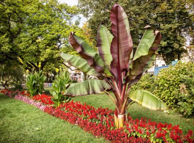 Passau merkezinde büyük palmiye ağacı