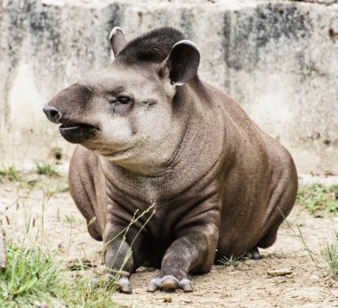 Güney Amerika tapiri - Tapirus terrestris - güzellik doğada