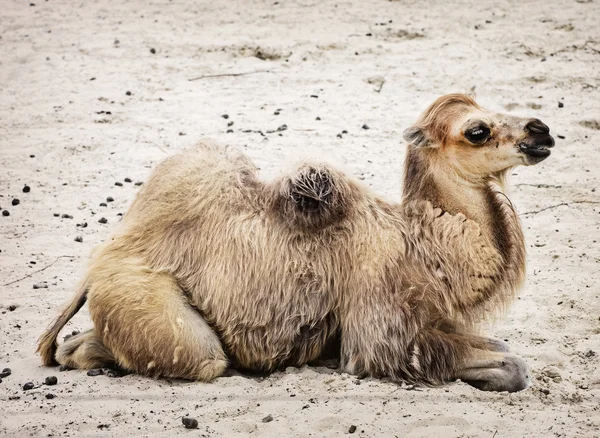 Young Bactrian camel - Camelus bactrianus — Stock Photo, Image