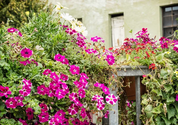 Old house and beautiful flowers in bed — Stock Photo, Image
