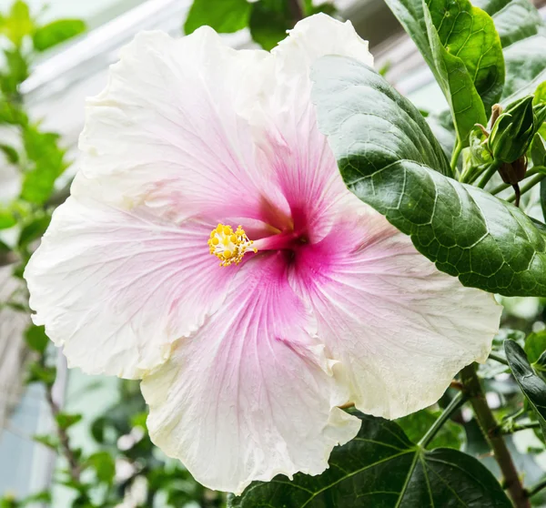 Beautiful big hibiscus flower, natural scene — Stock Photo, Image