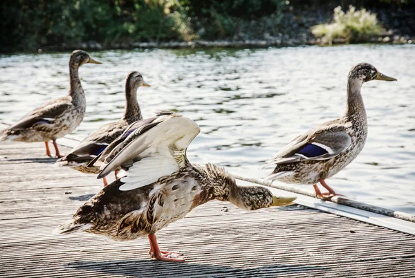 Dziki krzyżówka kaczki na brzegu jeziora, naturalna scena — Zdjęcie stockowe