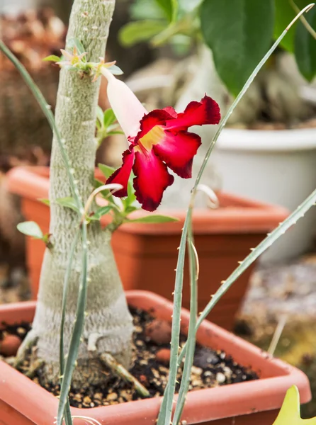 Flowering cactus, gardening theme — Stock Photo, Image