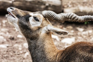 Blackbuck portre (antilop cervicapra), hayvan sahne, kıvrılmış h