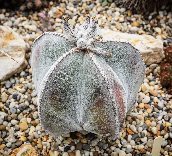 Astrophytum myriostigma kaktüs, Bahçe Tema — Stok fotoğraf