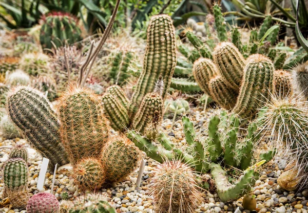 Bakgrund av olika kaktusar, trädgårdsarbete tema, blomsteraffär — Stockfoto