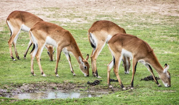 Eld's deer (Panolia eldii), animals by the water — Stock Photo, Image