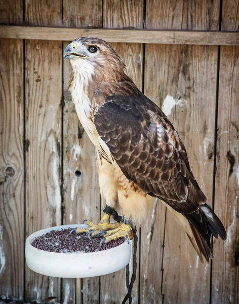 Perfil de uma águia dourada (Aquila chrysaetos), cena animal — Fotografia de Stock