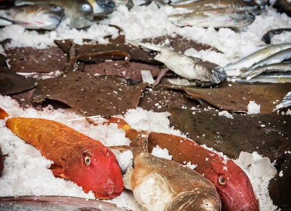 Varios pescados crudos en el hielo, mercado —  Fotos de Stock