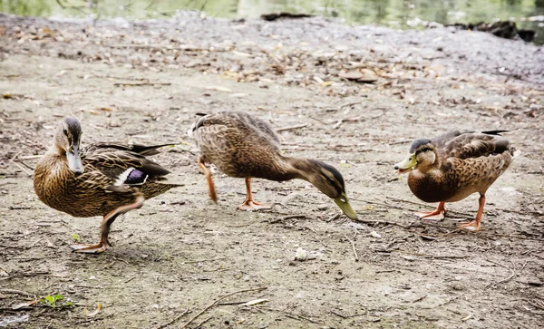 Divoká kachna kačenky na břehu jezera, ptáci scény — Stock fotografie