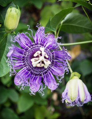 Passiflora incarnata doğal s Botanik bahçesinde makro fotoğraf