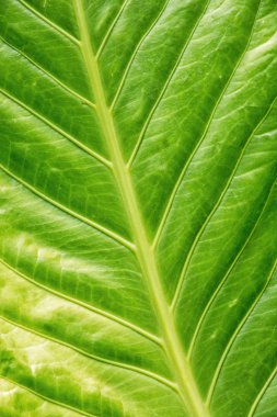Tropikal yaprak yeşil arka plan