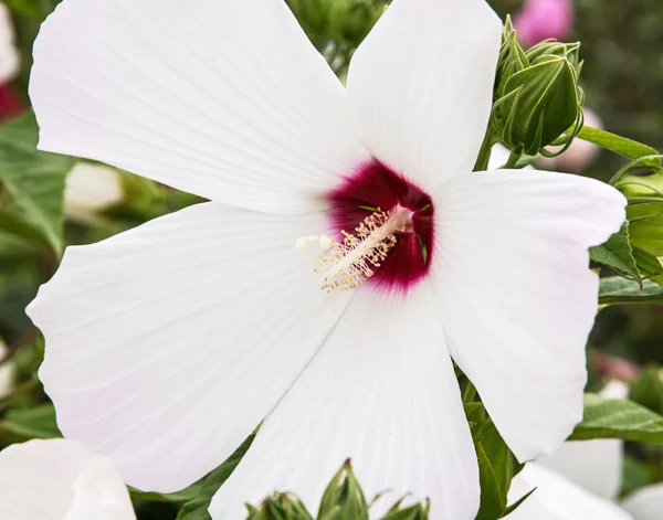 Güzel beyaz hibiscus çiçek, detaylı doğal sahne — Stok fotoğraf