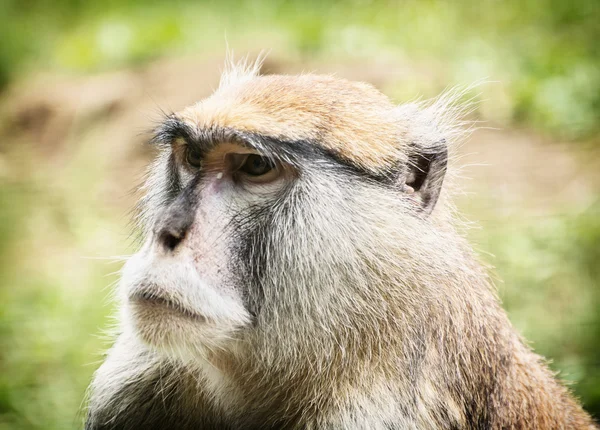 Macaco-patas ou macaco-hússar - Erythrocebus patas, animal portr — Fotografia de Stock